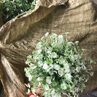 Cỏ điểm nhựa
