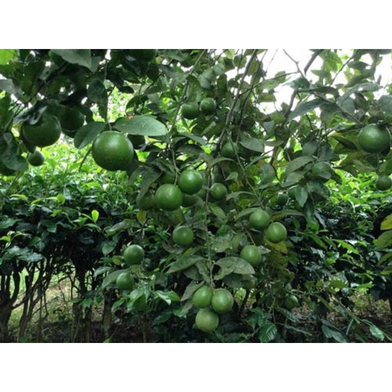 CÂY GIỐNG CHANH TƯ QUÝ (SIÊU SỚM)