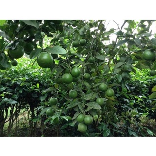 Cây giống chanh tư quý