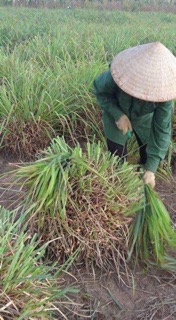 Tinh dầu sả chanh, java, quế