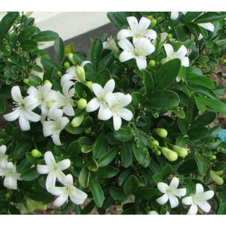 cây nguyệt quế giống (ảnh thật)