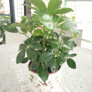Cây ngũ gia bì