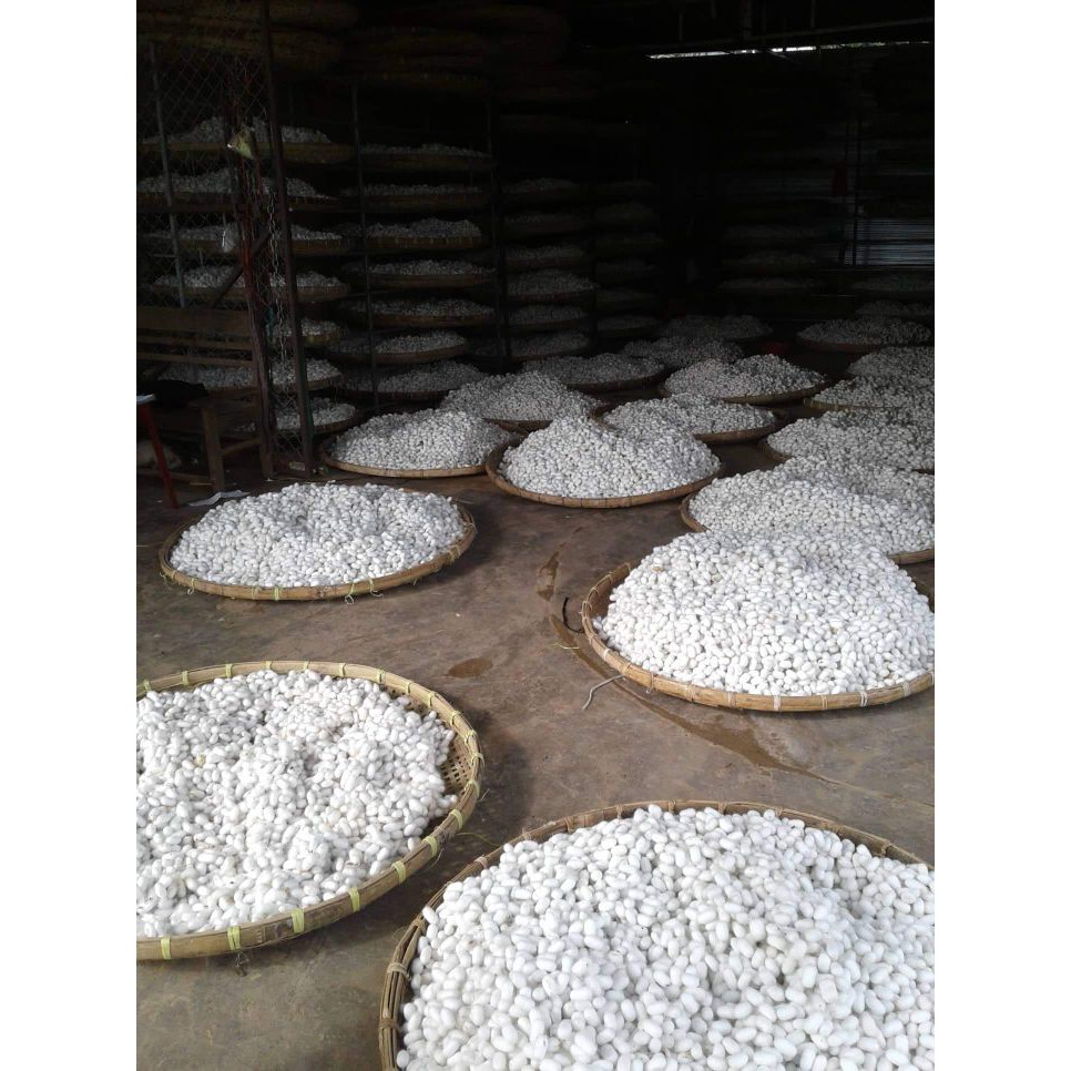 Kén tằm tự nhiên 25 cái