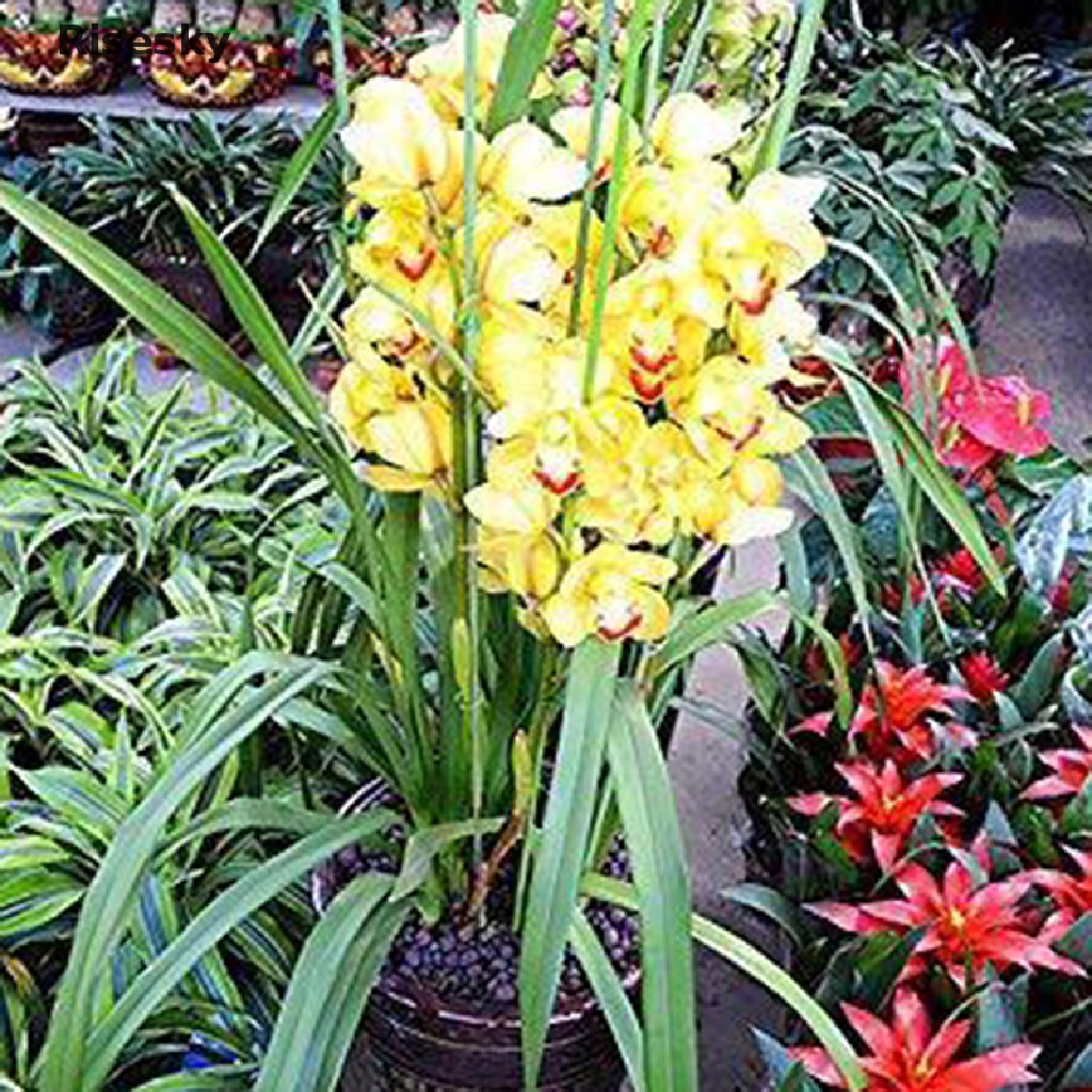 12 Dây Hoa Nhân Tạo Dài 60cm Trang Trí Nhà Cửa