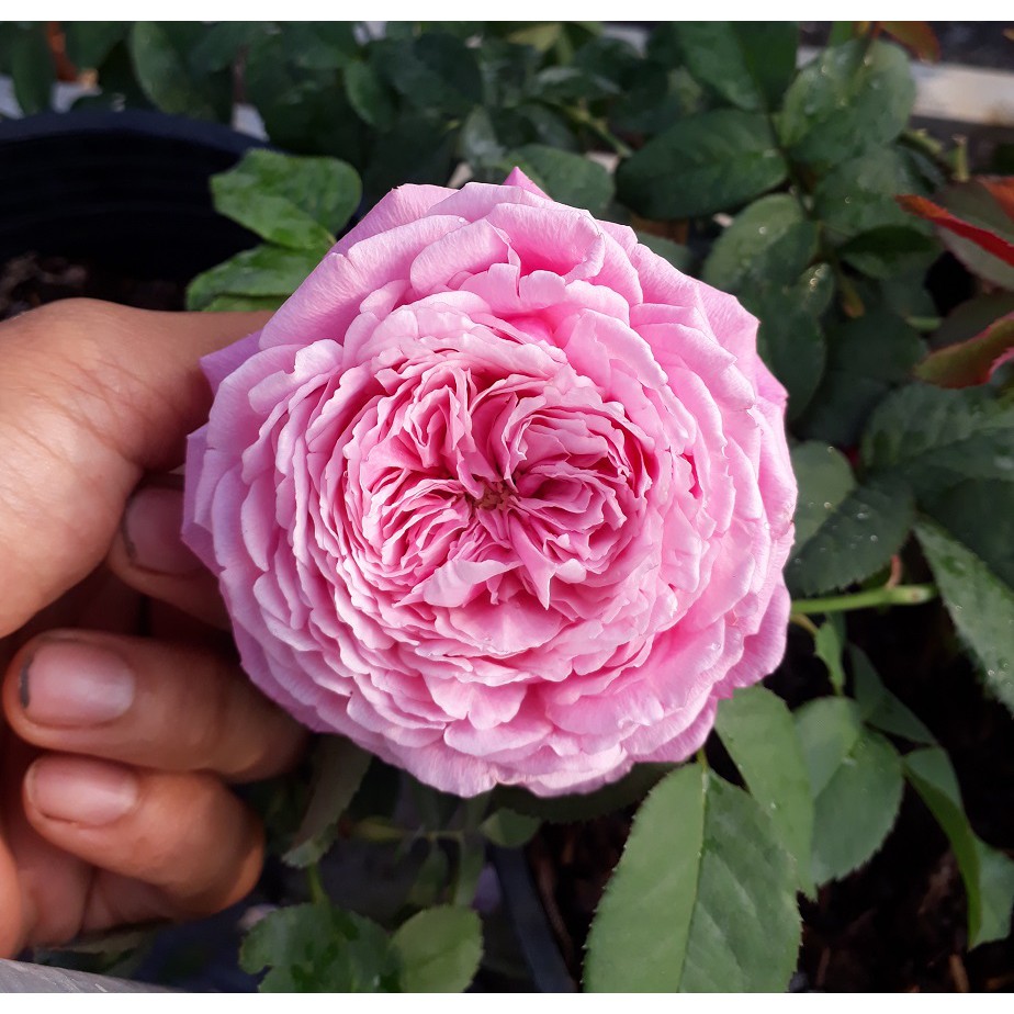  Hoa hồng ngoại Soeur Emmanuelle Rose