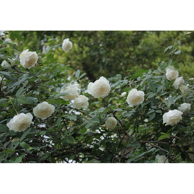 Combo 2 hoa hồng Bạch Ho