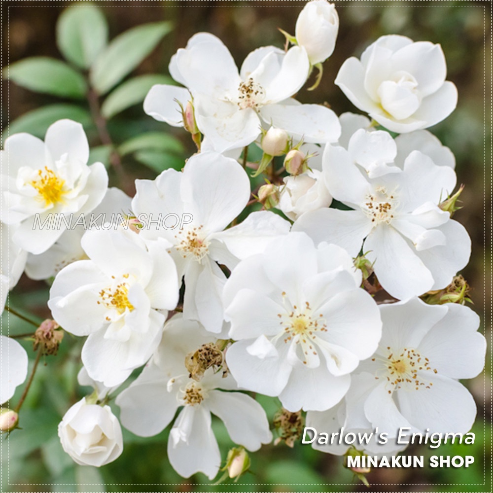 Hoa hồng ngoại Darlow's Enigma Rose trắng chùm tinh khôi - MinaKun Shop