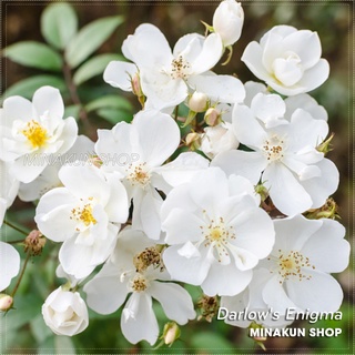 Hoa hồng ngoại Darlow's Enigma Rose trắng chùm tinh khôi - MinaKun Shop