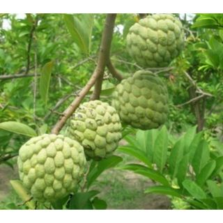 Cây na dai (mảng cầu tây)