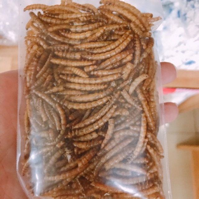 Sâu rang size trung