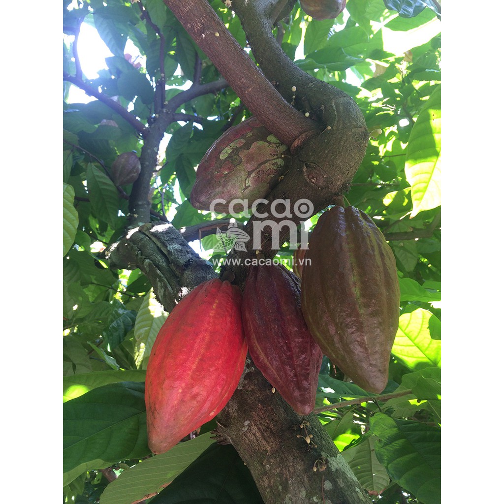 Bột ca cao sữa hoà tan 3in1 - Thức uống sô cô la đậm đà vị cacao nguyên chất - CACAOMI chuẩn xuất khẩu 500g