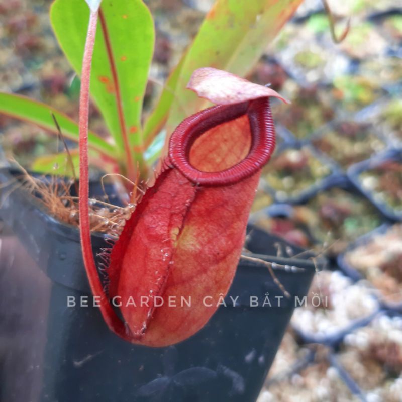 cây nắp ấm, cây bắt mồi N (viking x amp) x jungle bell