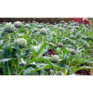 HẠT GIỐNG ATISO XANH - 1 gói