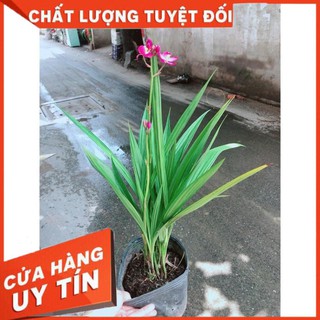 Cây Địa lan, lan đất hay lan chu đinh
