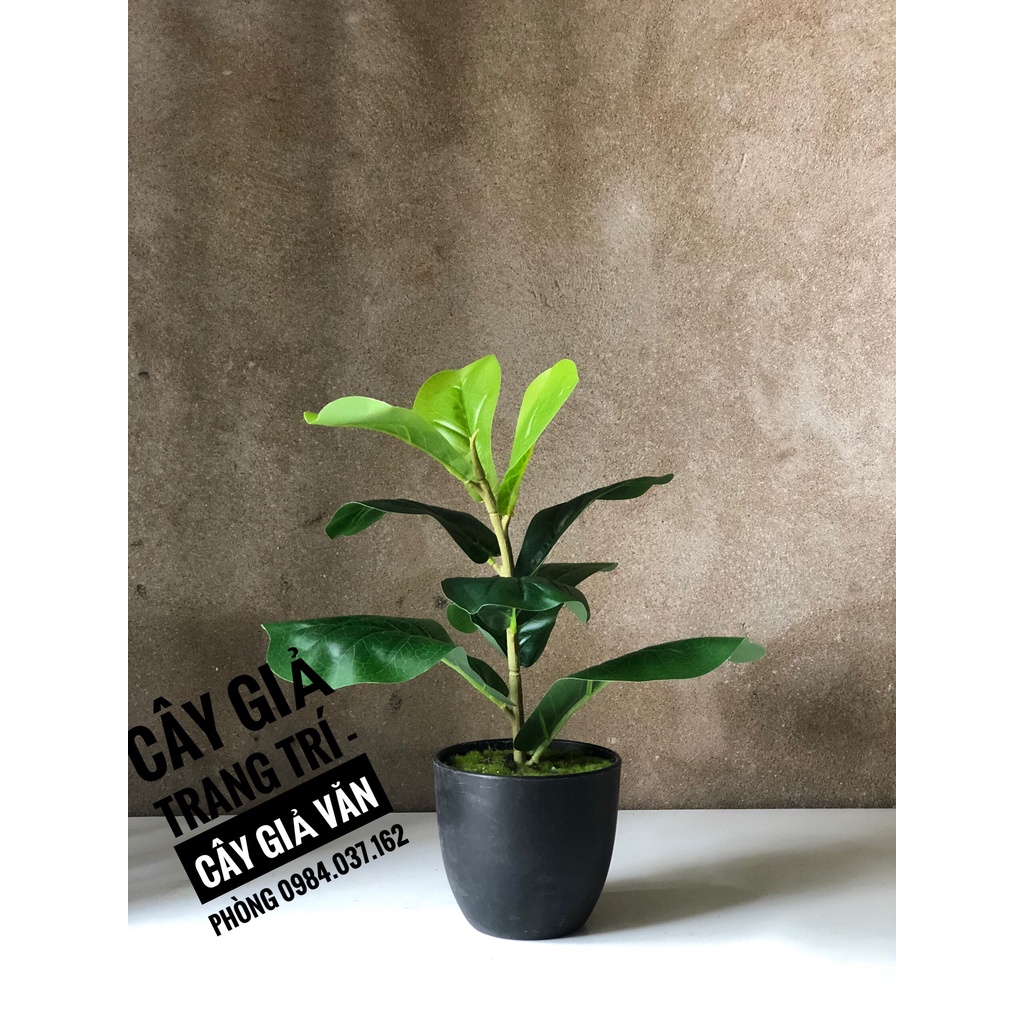 Cây Bàng Sing Giả Để Bàn Trang Trí - Cây Giả Mini