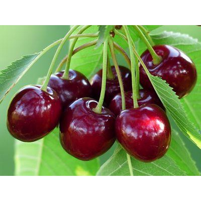 10H - #Hạt_Giống_Quả_Cherry