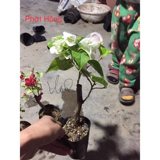 Hoa Giấy Phớt Hồng ( cây giống)