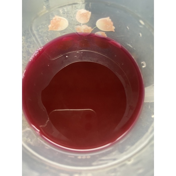 500gr lá cẩm tươi, cành già có thể giâm làm giống