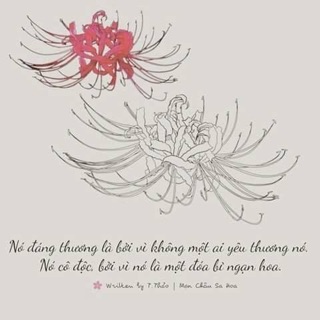 ❤️❤️❤️Củ   Hoa bỉ ngạn ❤️❤️