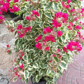 Cây 🌲 Giấy Cẩm Thach Bonsai... đang hoa