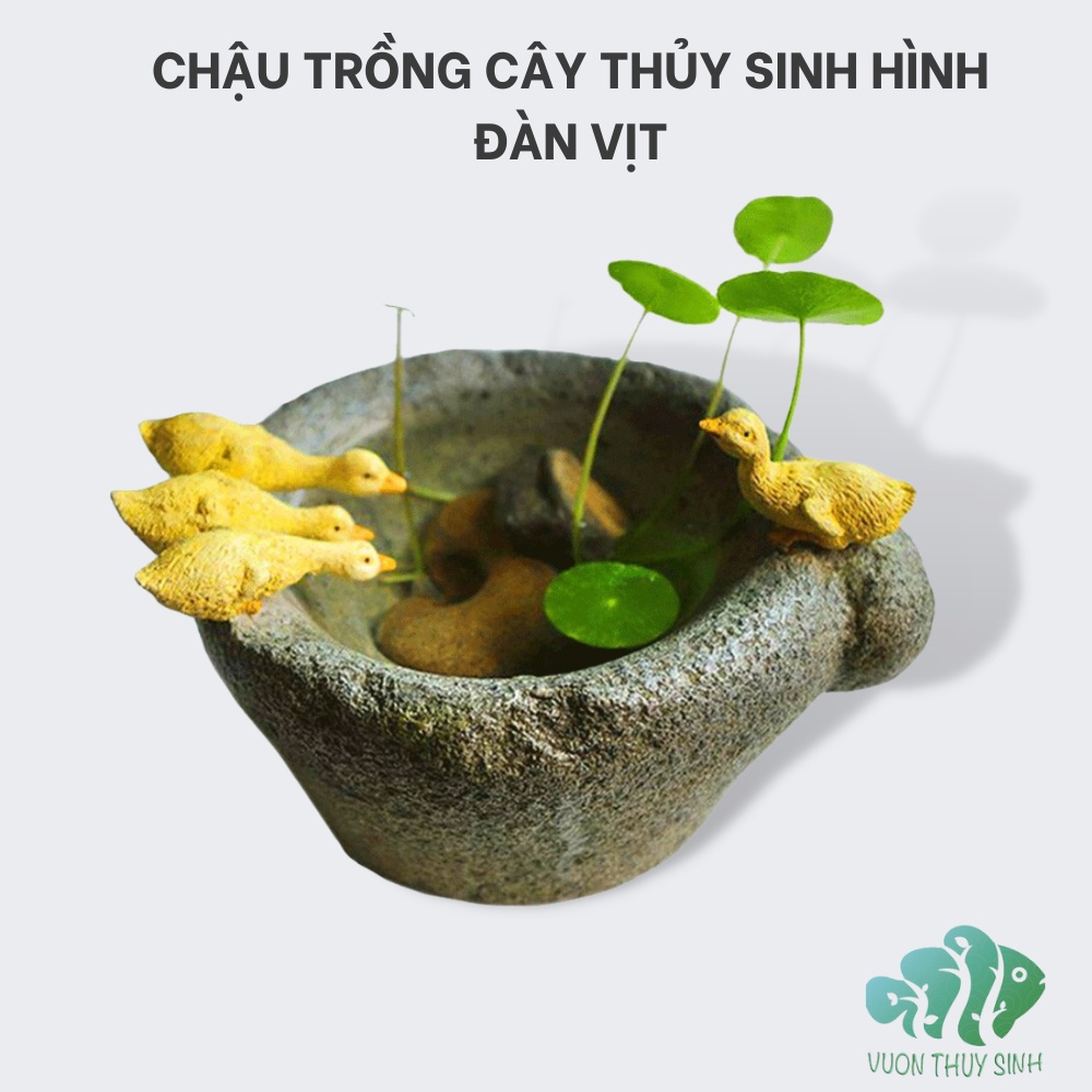 Chậu trồng cây thuỷ sinh đàn vịt mang lại sự nhẹ nhàng, an nhiên