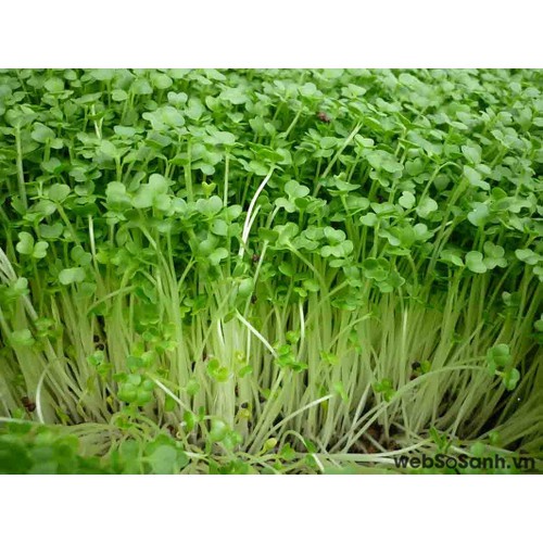 Hạt Giống Mầm Cải Bông Xanh Phú Nông Thu Hoạch Nhanh- Gói 20gr ( HPN- 039)