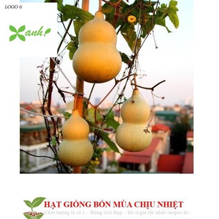Hạt Giống Bầu Hồ Lô - Mini Siêu Kute 5 HẠT