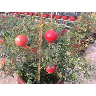 Cây Lựu Đỏ Siêu Hoa Đang Có Hoa