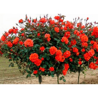 Hạt giống hoa hồng thân gỗ