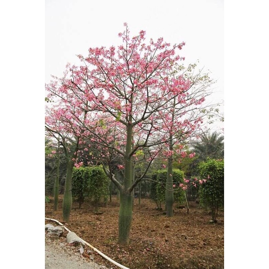 HOA MỸ NHÂN - CÂY GIỐNG (CÂY GẠO HỒNG)