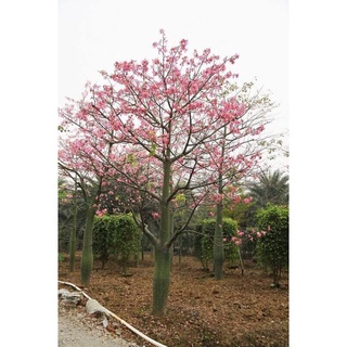 Hoa mỹ nhân - cây giống