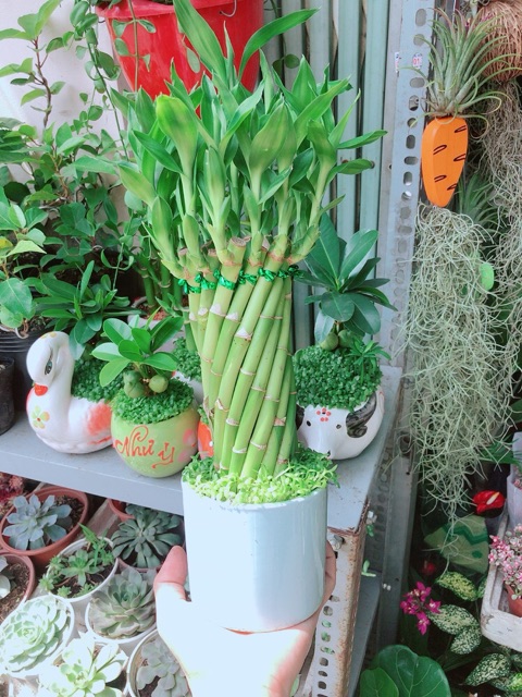 Chậu Trúc Phát Tài