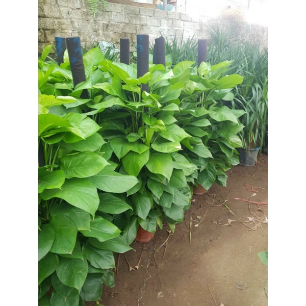 Trầu bà cột chọn đẹp hàng cao LAM KINH GARDEN