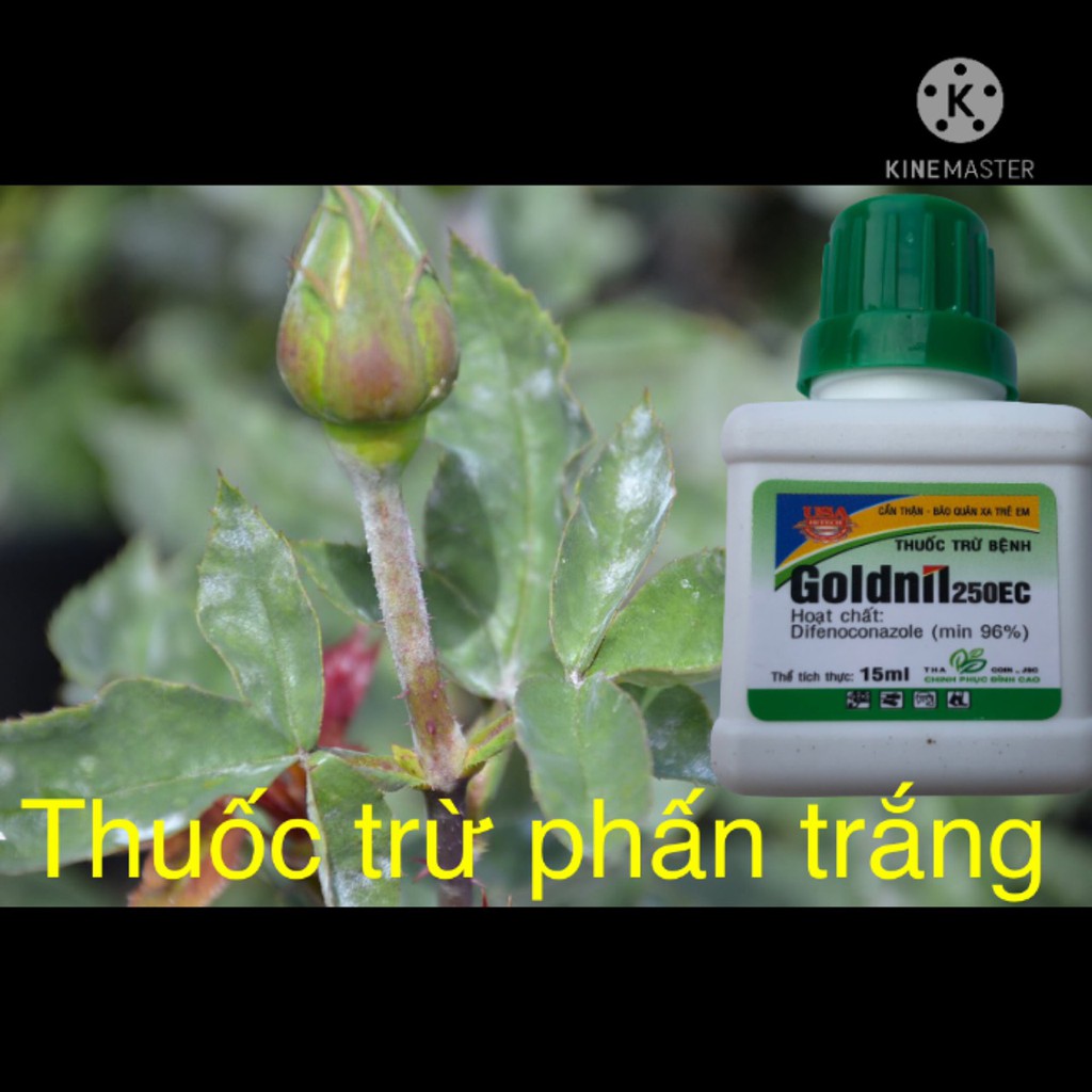 Thuốc đặc trị phấn trắng, đốm lá, rỉ sắt trên hoa cây cảnh Goldnil 250EC 15ml