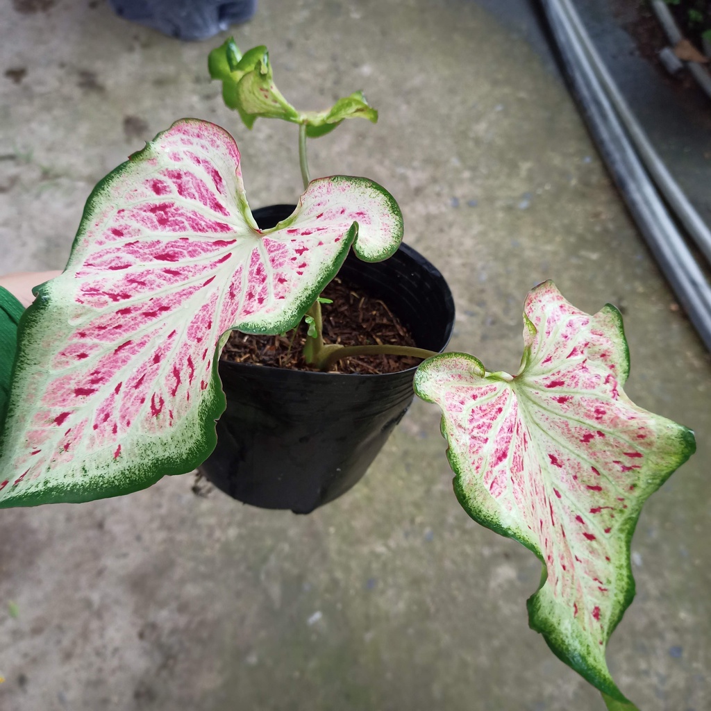 Cây môn dưa hấu - watermelon caladium - ship toàn quốc