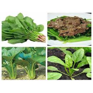 CẢI BÓ XÔI ( RAU BINA) 20G