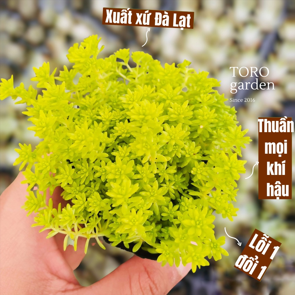 CỎ SEDUM VÀNG ĐÀ LẠT SIZE BÉ, SIÊU KHOẺ ĐẸP, THUẦN MỌI KHÍ HẬU, HƯ 1 ĐỔI 1