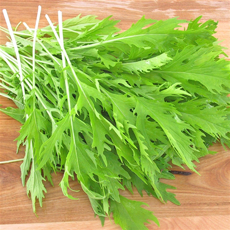 HẠT GIỐNG CẢI XANH NGỌT ĐUÔI PHỤNG