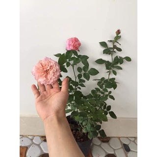 (1 chậu) cây hoa hồng nhật Miyabi Rose (hồng bụi)