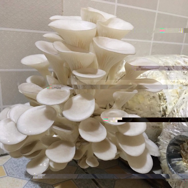 Phôi nấm sò-Phôi nấm bào ngư-Trắng, xám hoặc nâu trọng lượng 1kg