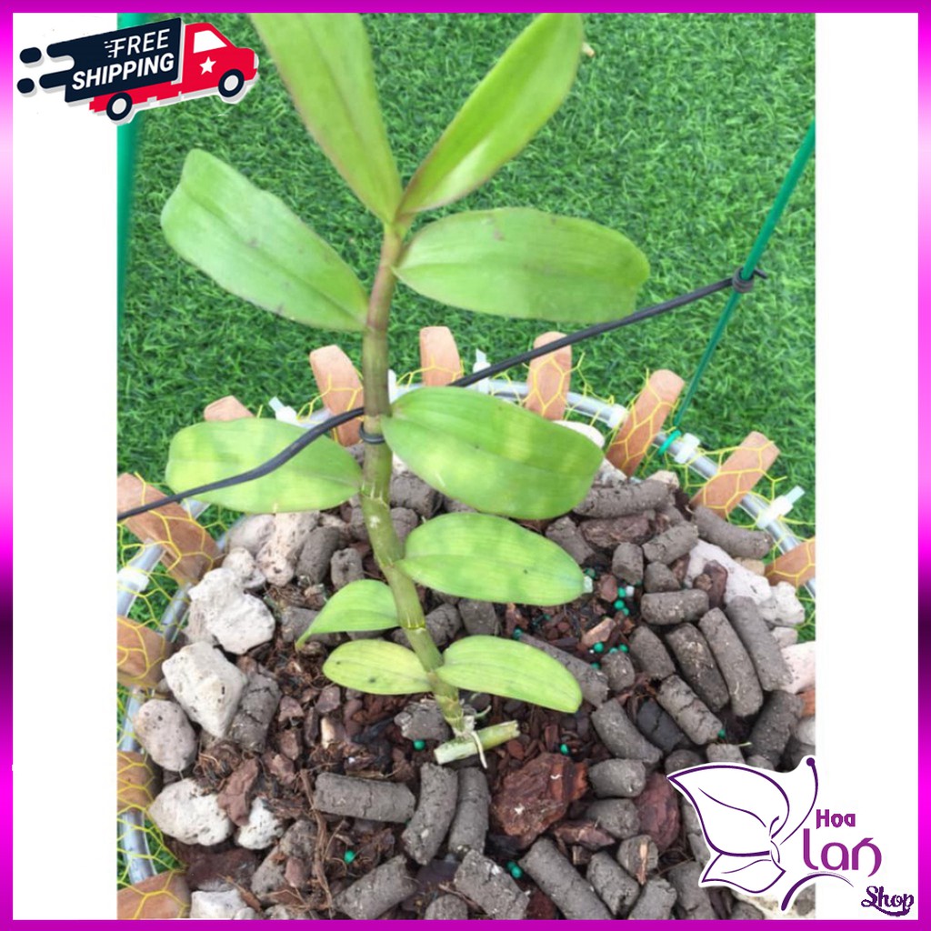 Lan Phi Điệp 🍀FREESHIP🍀 Hồng Mỹ Nhân  [ Ươm Kie ]