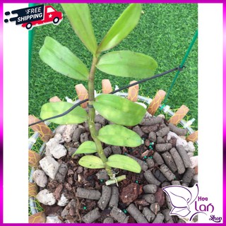 Lan Phi Điệp 🍀FREESHIP🍀 Hồng Mỹ Nhân  [ Ươm Kie ]
