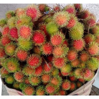 (HCM) Chôm chôm Thái hái vươn Long Khanh giòn ngọt giao nhanh trong ngày
