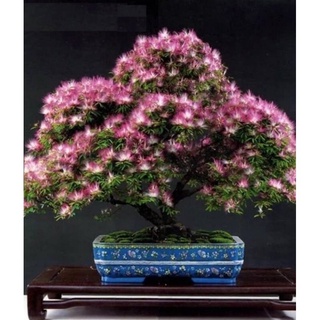 Hạt giống Hoa Hợp Hoan