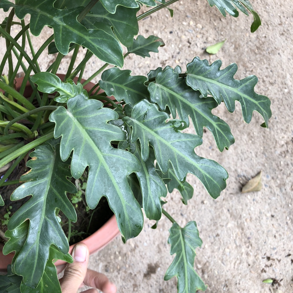 Trầu bà lá xẻ - trầu bà chân vịt cao 30cm tươi tốt quanh năm trang trí nội thất văn phòng