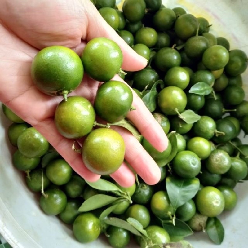 Tắc tươi Đà Lạt 1kg - Chỉ Ship Hỏa Tốc HCM