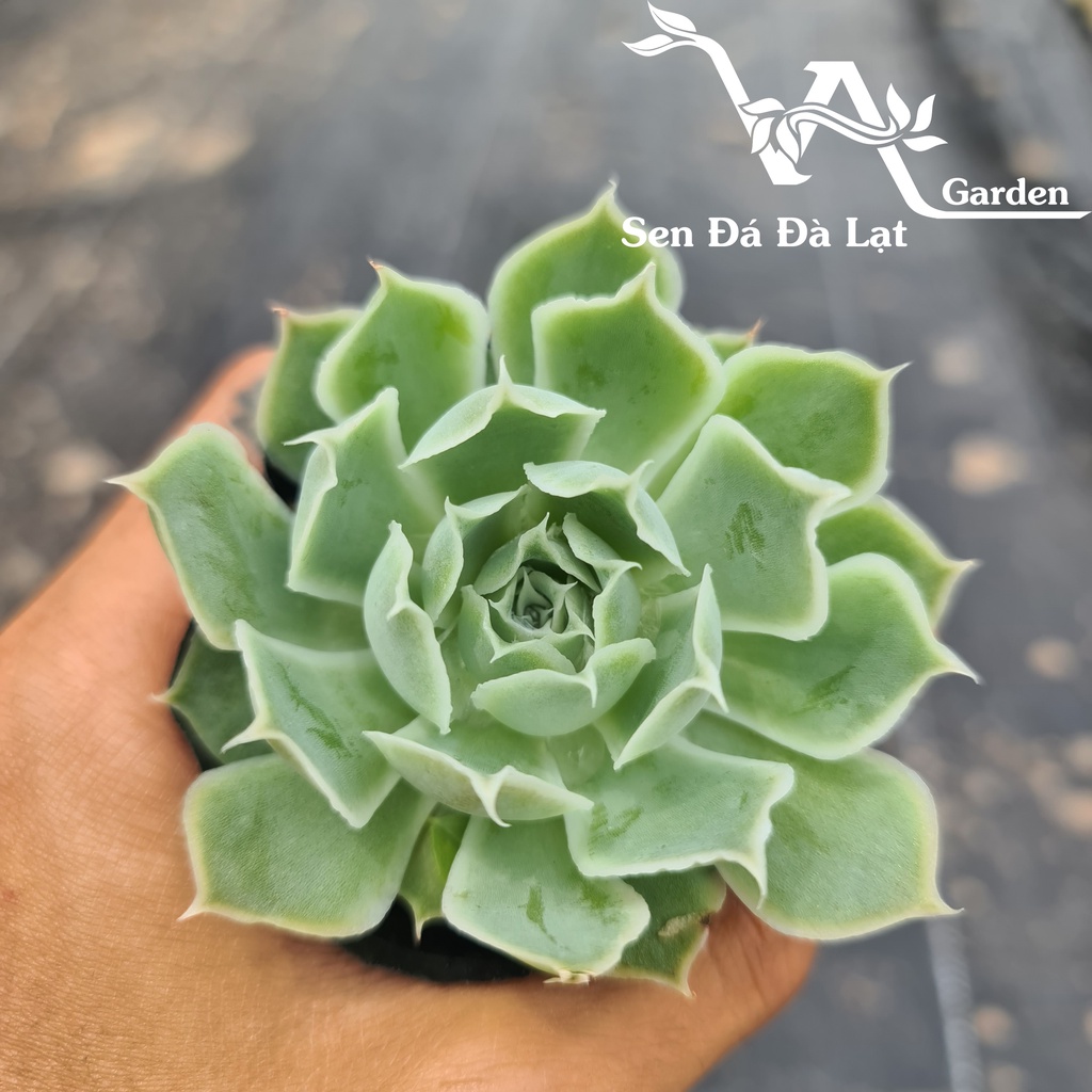 Sen Đá HỒNG SA MẠC size bầu 5-8cm VA Gaden - lỗi 1 đổi 1