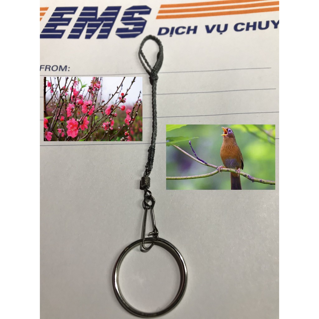Dây xích chân chim Họa Mi