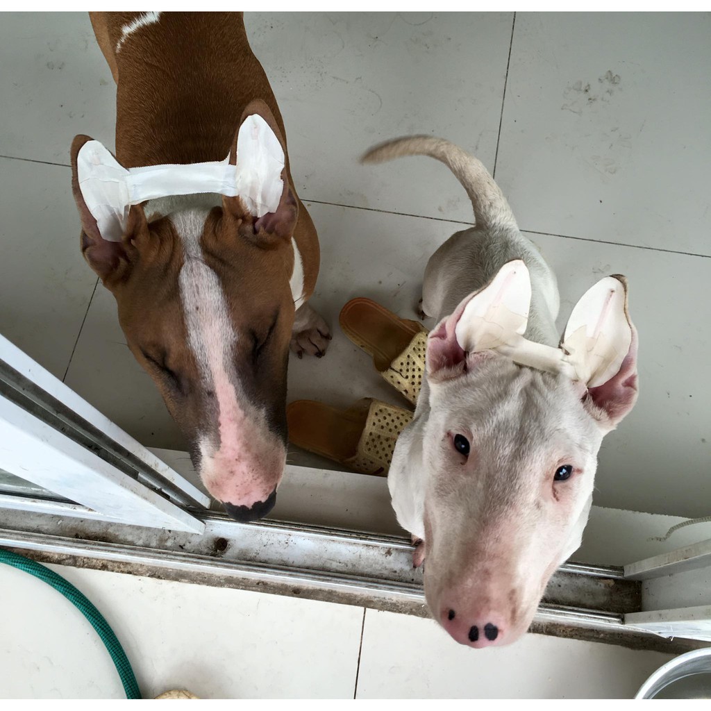 Băng dính dán tai chó