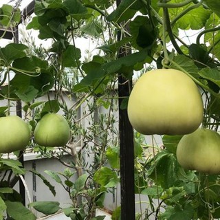 15H - HẠT GIỐNG DƯA LÊ SIÊU NGỌT